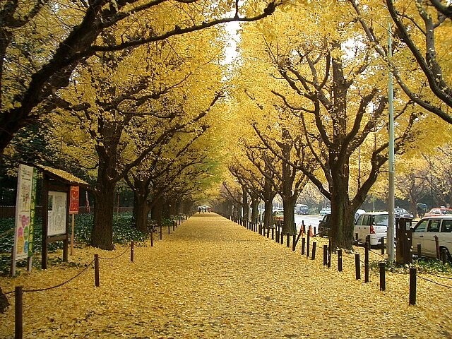 明治神宮外苑 いちょう並木 - Japan