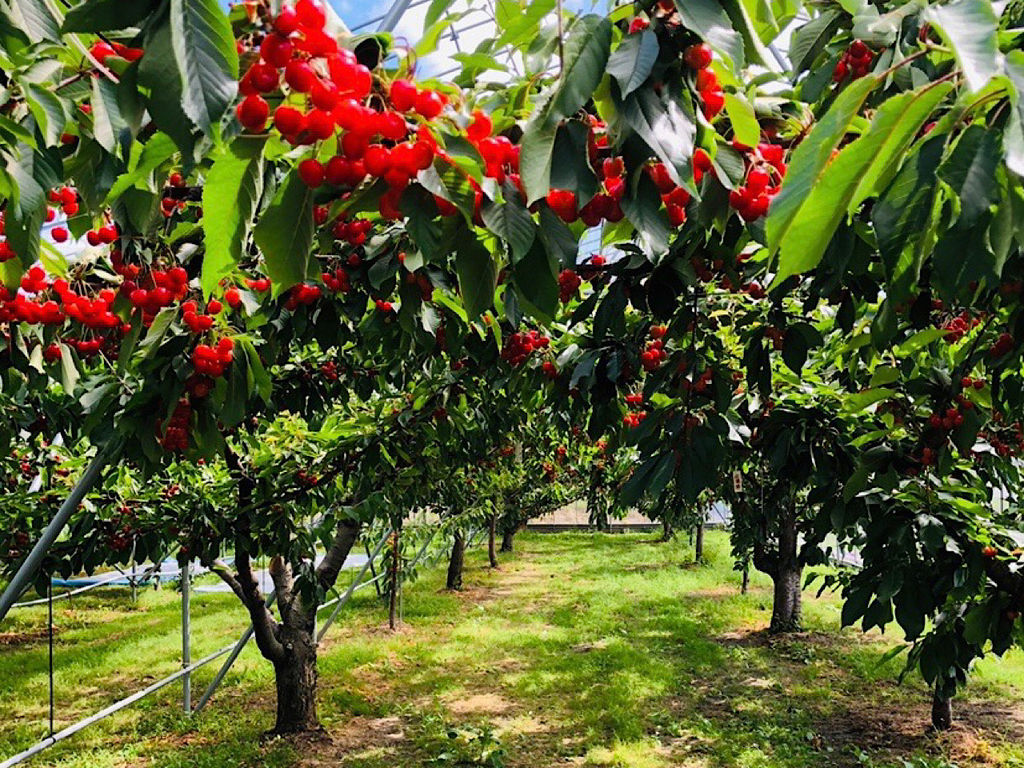 さくらんぼ狩りバスツアー2025ワンダーツアーズ