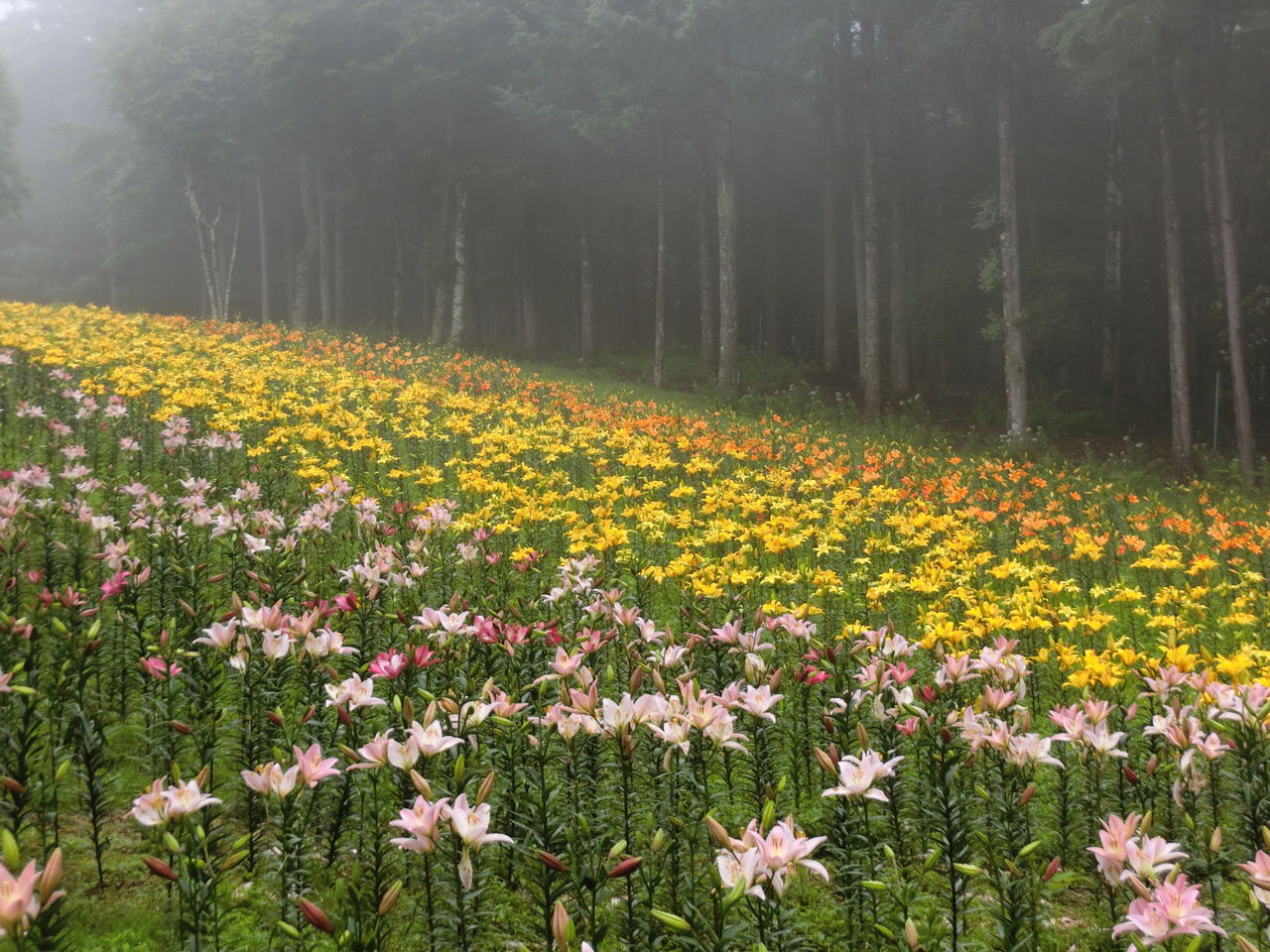 400万輪のゆり畑「ハンターマウンテンゆりパーク」開園、「ナイトサファリ」も開催中─終了しましたJFA 一般財団法人 日本ファッション協会