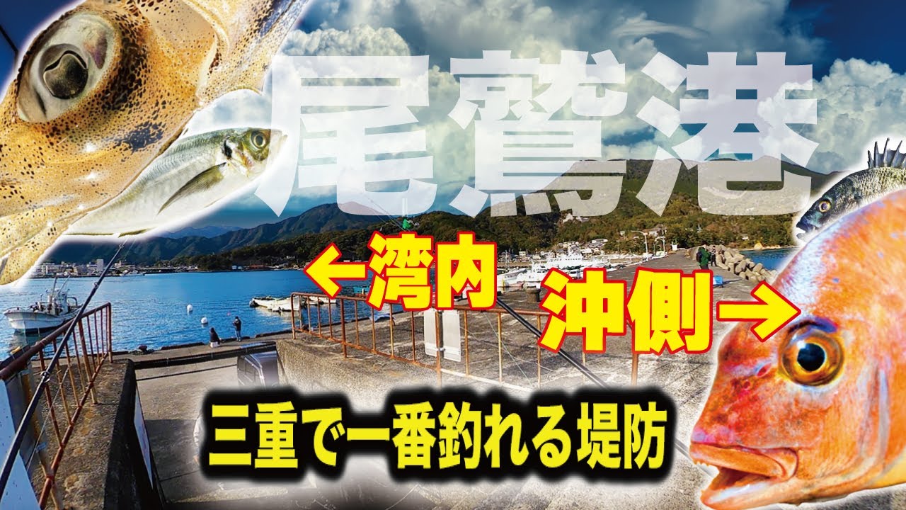 尾鷲港の釣り場とポイント天満波堤・合同庁舎前、チヌ、グレ、マダイ、アジ、サバ、アオリイカす〜さんの釣行記＆釣り情報・時々AQUA