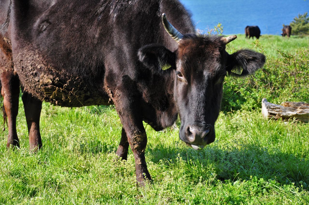 佐渡海府海岸 文化遺産オンライン