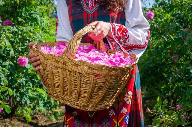 ローズティー♪ブルガリア土産うさぎと暮らすポーランド