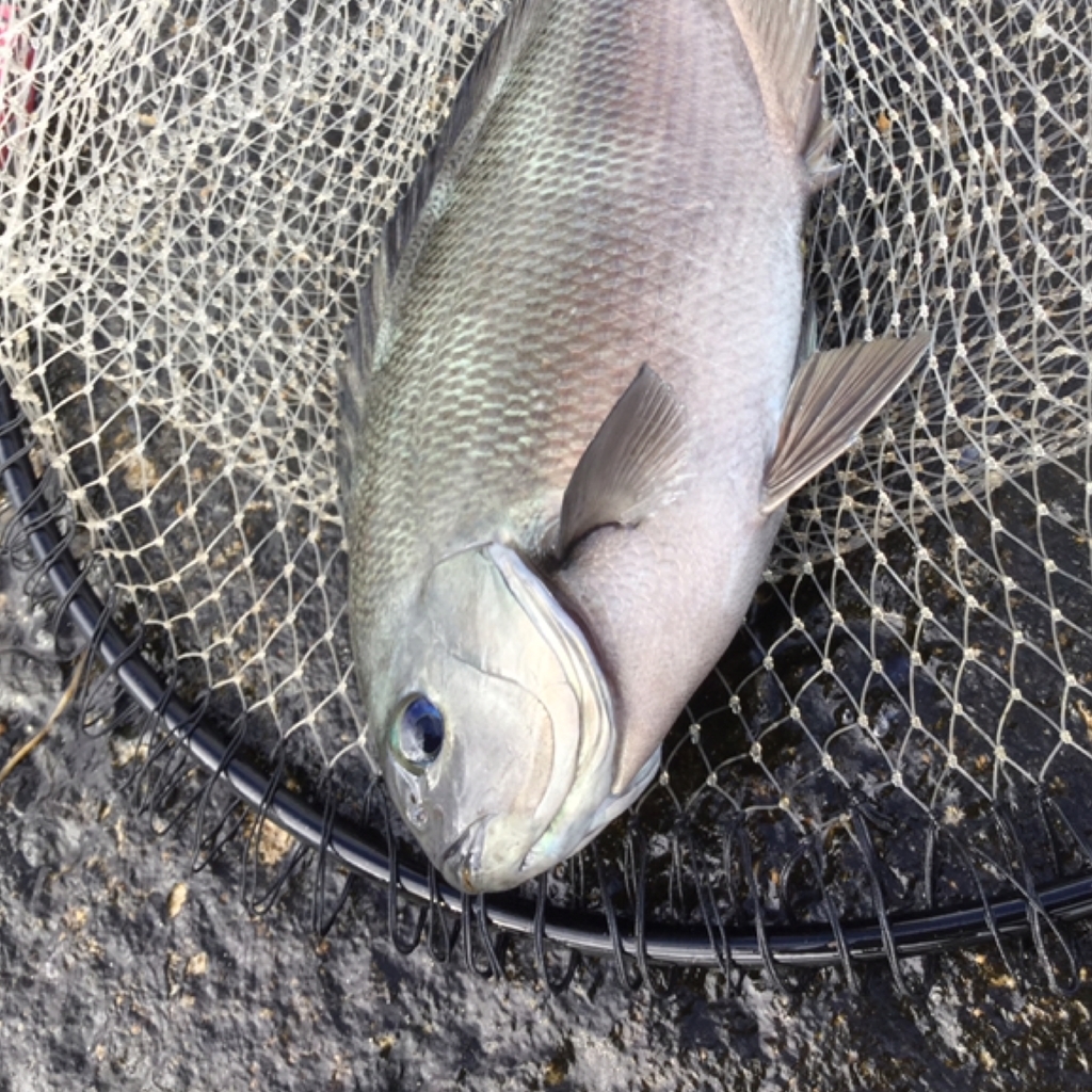 橋津港〜天神川 陸っぱり 釣り・魚釣り釣果情報サイト