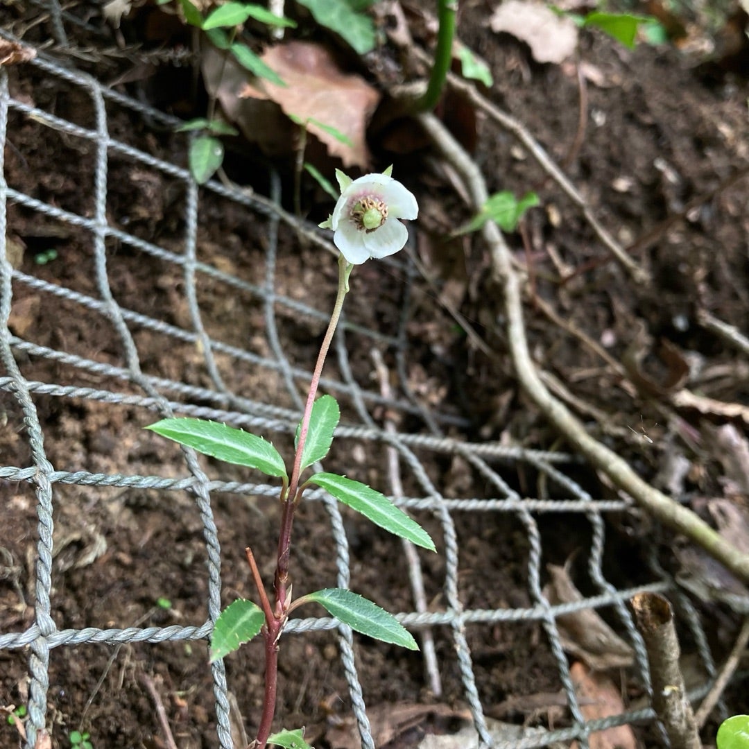 高尾 木下沢梅林〜八王子城山 満開の梅まつり登山今日という日を忘れずに