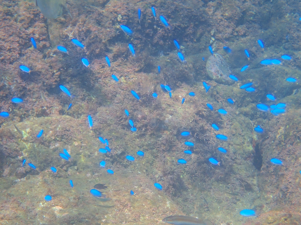 神奈川・真鶴・スノーケリング 小学生からOK☆海の世界をスノーケリングで探検しよう！ お1人様でもご家族でもカップルでも◎ アソビュ