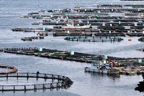 和歌山県釣り場紹介、 串本大橋トイレ下② 水中映像有り釣り場情報-和歌山の磯-穴場