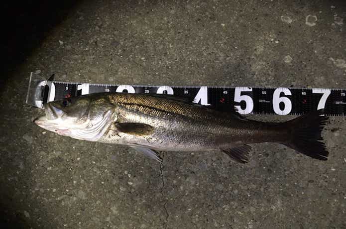 鶴見川河口干潟神奈川県横浜市