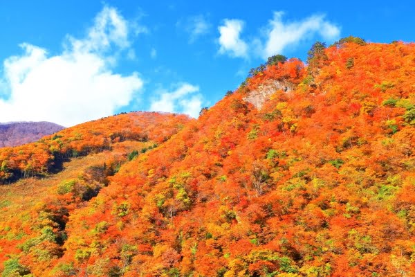 鳴子峡 紅葉 見頃 2025