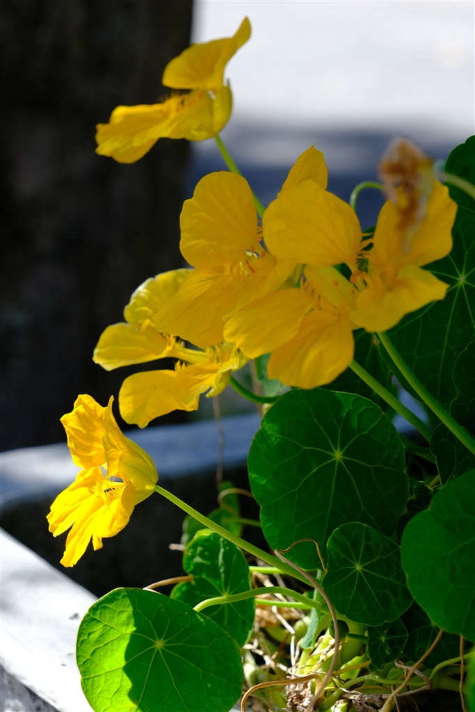 浅間山――という山についての由無し言