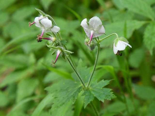 ショウキラン アーカイブ - 上高地ネイチャーガイドFIVESENSE