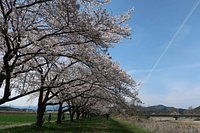 都幾川桜堤 アクセス・営業時間・料金情報 - じゃらんnet