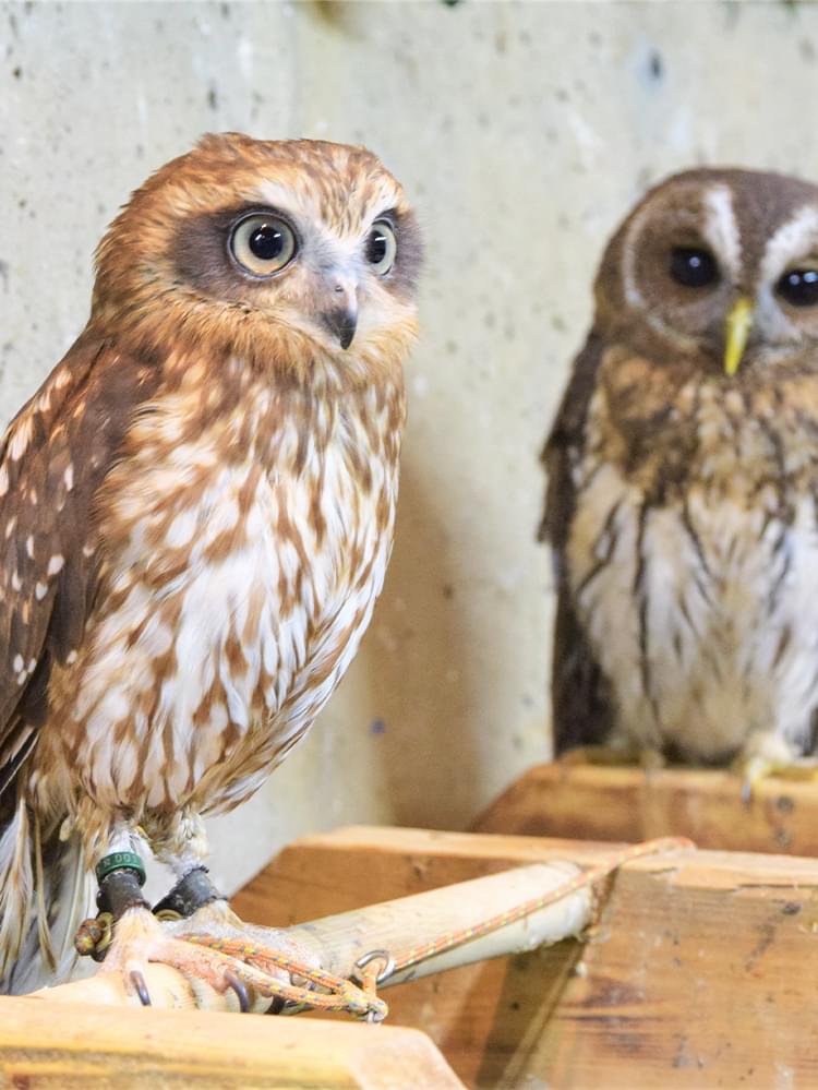 夜祭り鷲子山上神社