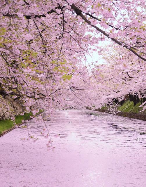 4K 東北桜2024 みちのく三大桜名所「北上展勝地」 岩手県Kitakami Tenshochi,