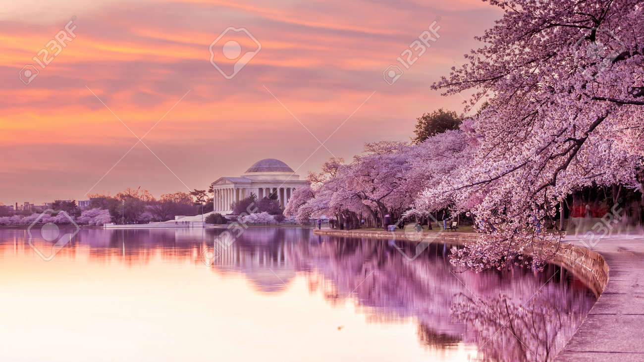 818 全米桜祭り Stock Photos,
