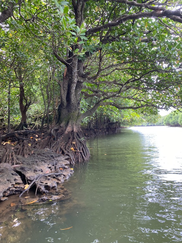 西表島カヤックフィッシングツアー １Day マングローブ釣り