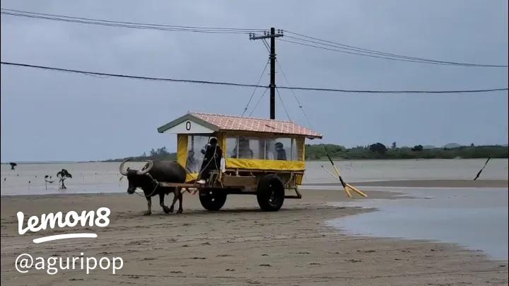 念願の水牛車で海を渡る 2021 12 10 閲覧注意：牛ぎゅうギュー、苦手な方はスルーしてね』西表島