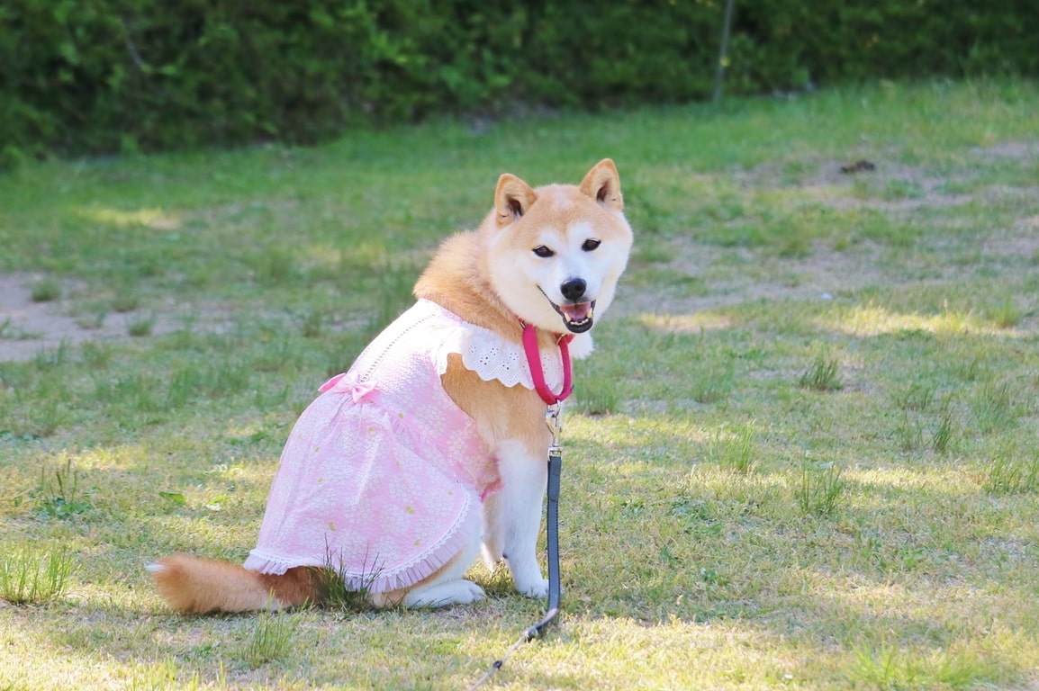 多可町 cafe chattna