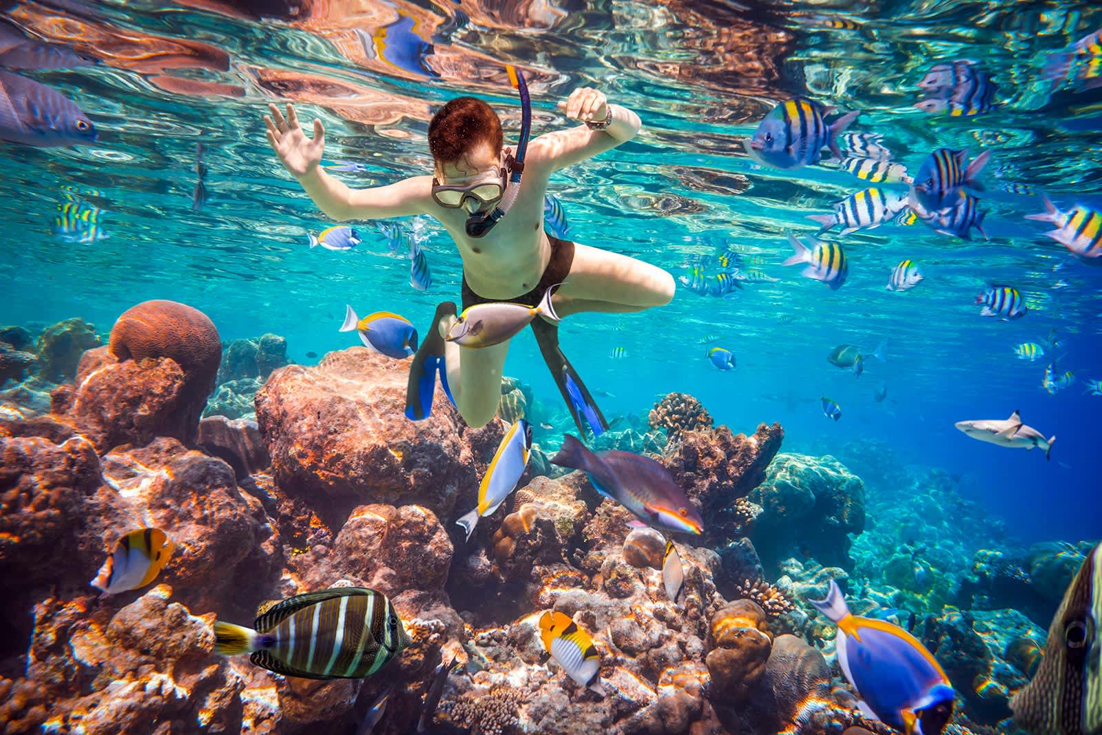 モルディブ ハニファルベイでマンタと泳ぐ西遊旅行の添乗員同行ツア