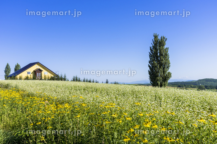 撮ケンとメリーの木美瑛町たびくら ～バイクで全国走破！～