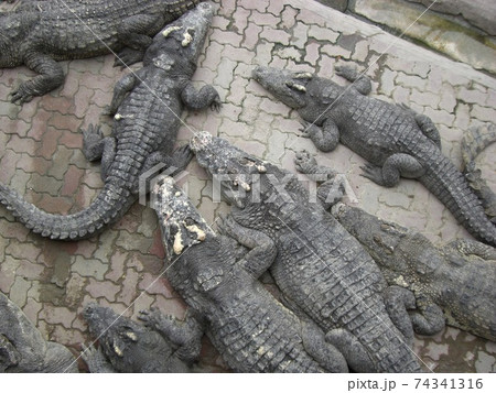カンボジアの動物園で大きなワニの写真素材・画像素材 Image 51610997