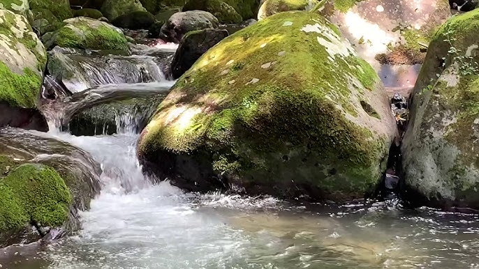 川遊び、とっても楽しかったよ！焼津豊田幼稚園