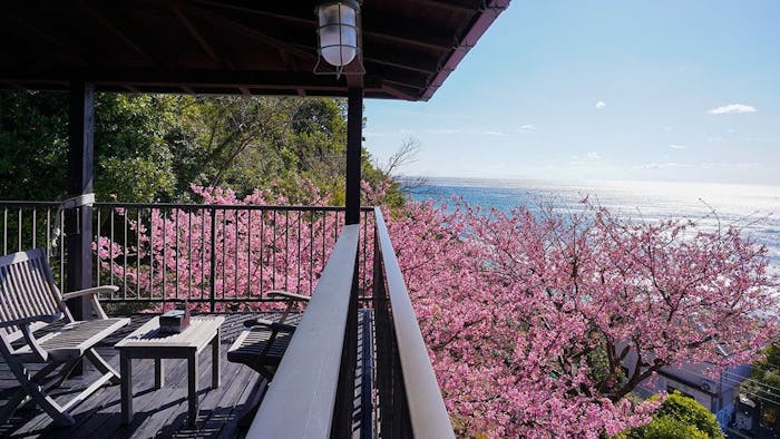 河津桜周辺 おすすめホテル・旅館・宿宿泊予約 JTB