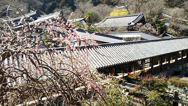 長谷寺 アクセス・営業時間・料金情報 - じゃらんnet