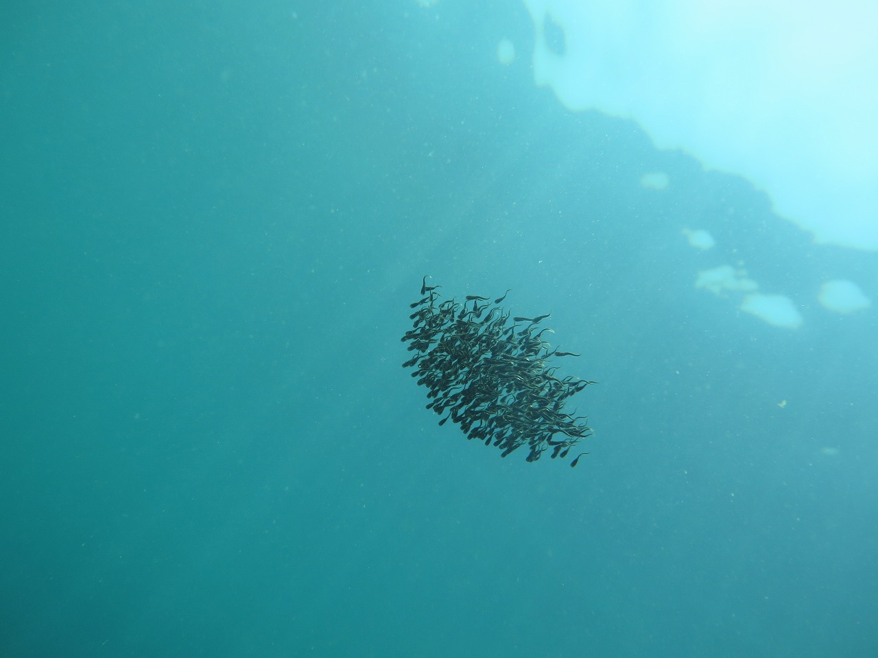 2018.7.15 真鶴半島 琴ヶ浜シュノーケリングボケないための日記のようなモノ