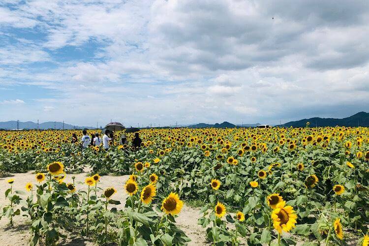 インスタ映え必至！キャンプ場は格好の写真スポットだった！！キャンプ・アウトドア情報メディアhinata