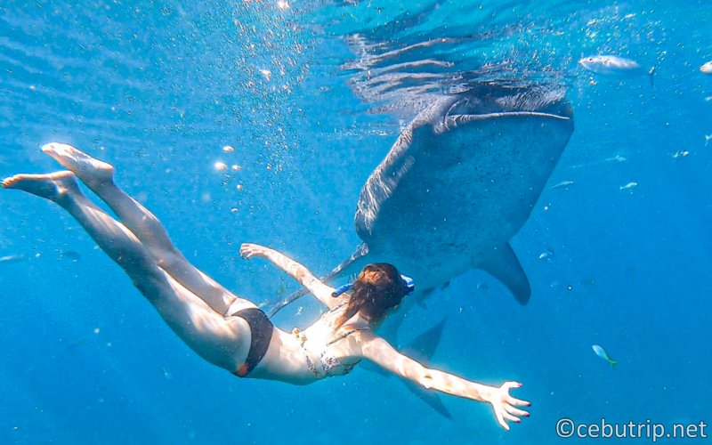 ジンベイザメと一緒に泳ぐ大迫力のシュノーケリングツアー オスロブ+スミロン島ハローアクティビティ