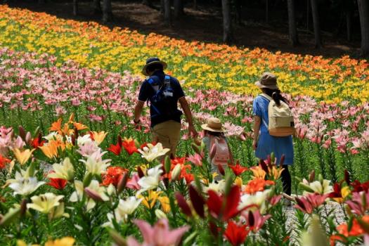 ハンターマウンテンゆりパーク