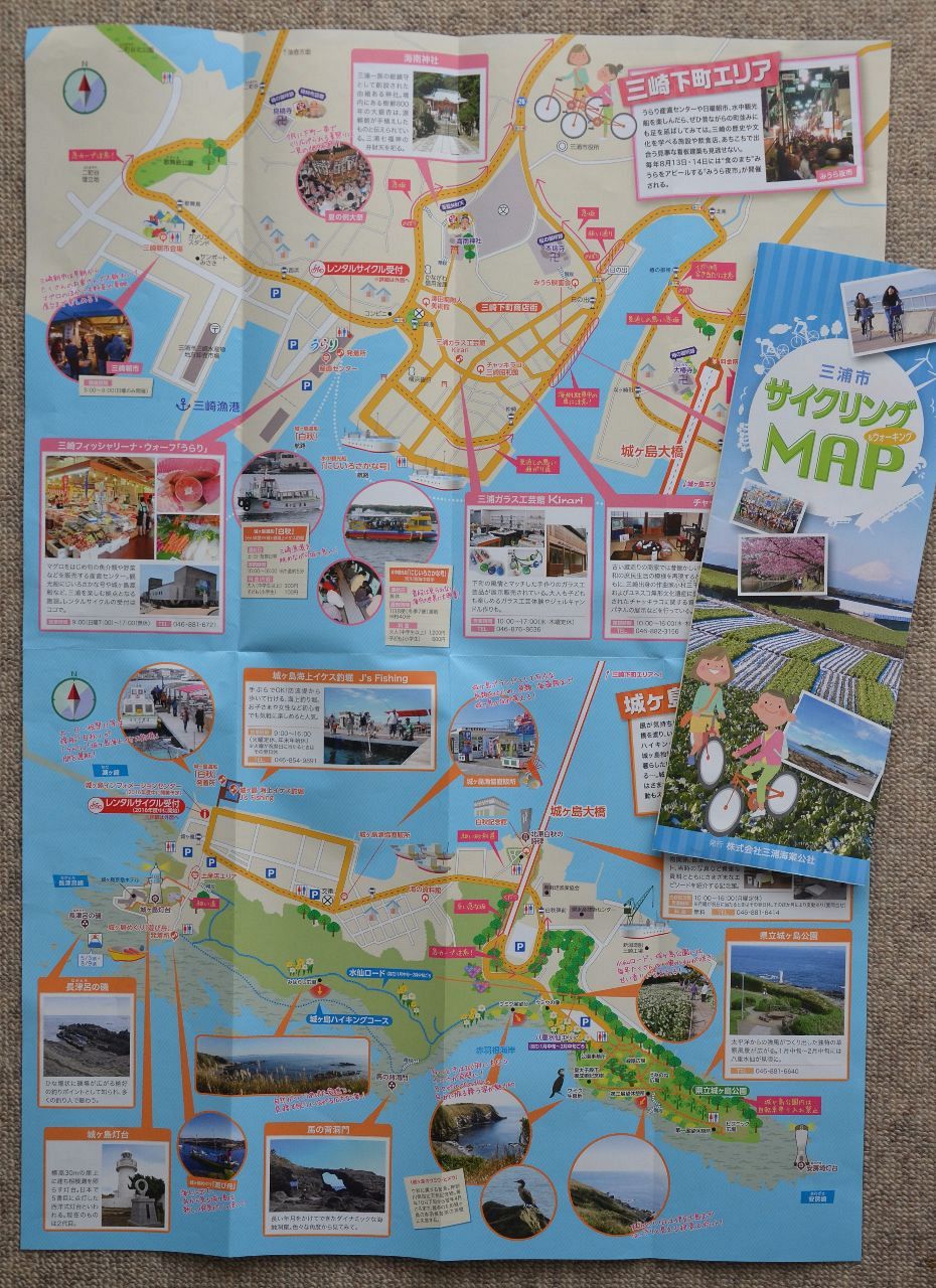 秋は三浦でみかん狩り！ 海の近くで育った、ミネラルたっぷりの三浦のみかんは、味が濃いのが特徴です。 市場にあまり出回らないので、ぜひ現地で三浦のみかんを堪能してください。三浦市miuracity三浦半島みうらたび三浦いいとこ三浦海岸みかんみかん