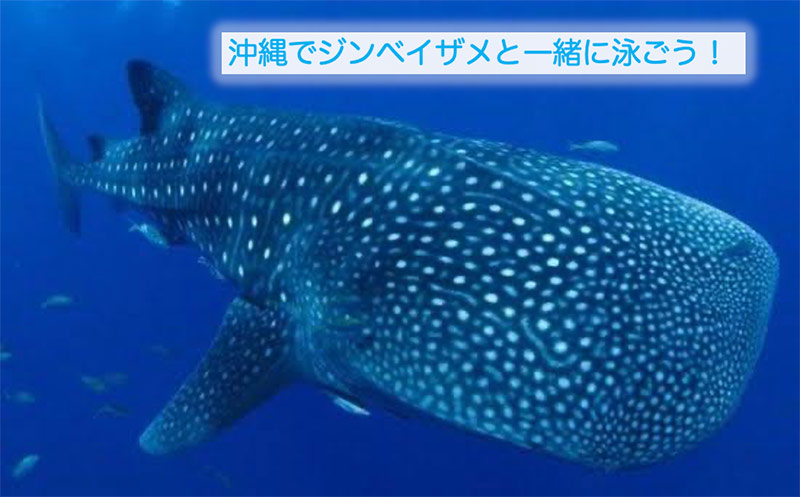 沖縄旅行2日目♪ 読谷村でジンベイザメファンダイビング！ 圧巻でした！！沖縄旅行2日目ダイビング沖縄ファンダイビングジンベイザメと 泳ぐホエールシャーク魚類最大圧巻感動ドキドキ体験遭遇率100パーセントめちゃめちゃ近いトップマリン残波