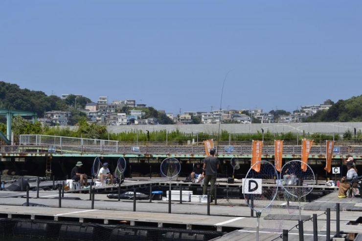 空撮アオリイカ釣り場 和歌山 雑賀崎漁港