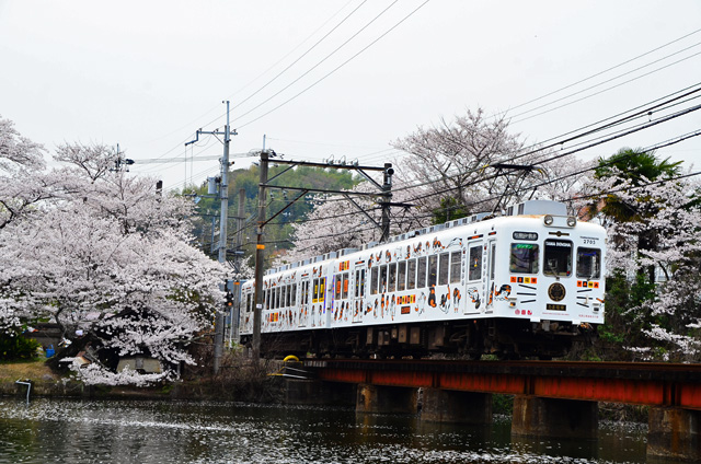 たま電車 和歌山電鉄貴志川線 25488023041 の写真・イラスト素材アマナイメージズ