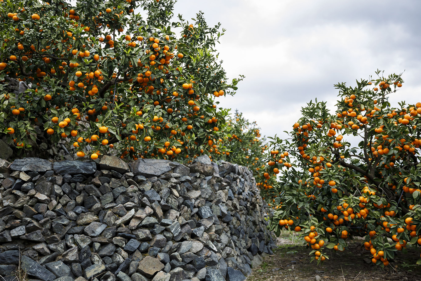 賢島エスパーニャクルーズ」の運航について 志摩マリンレジャー公式 志摩市観光協会志摩観光・旅行情報サイト