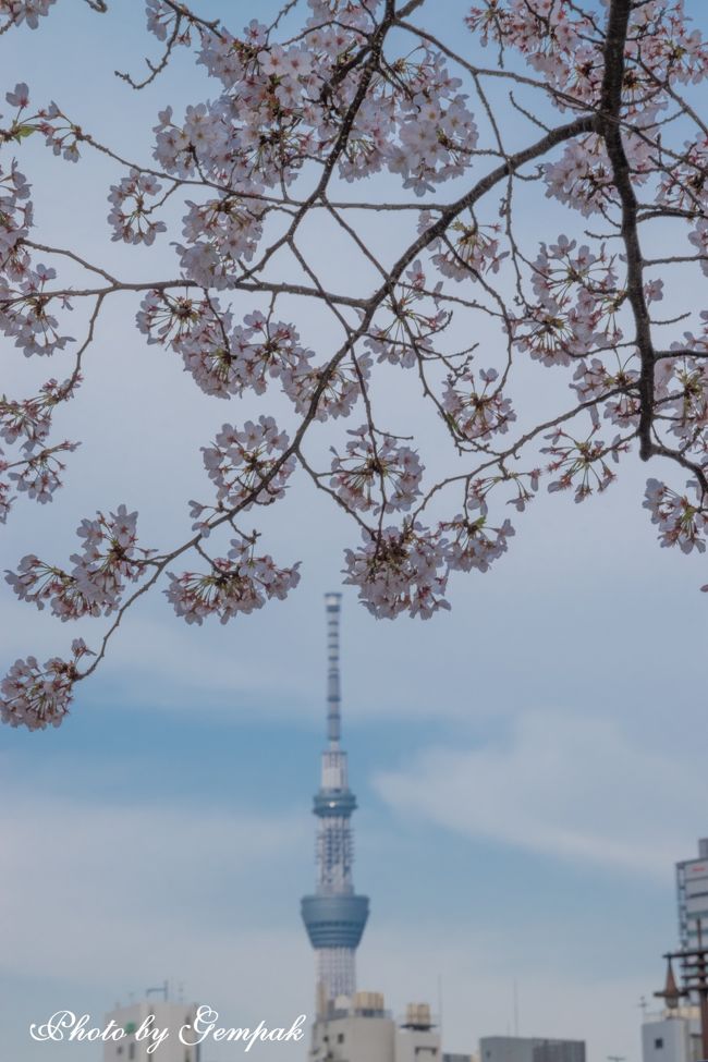 東京散歩～2019新年 日本橋川隅田川舟遊びと登れなかったスカイツリー』日本橋 東京 の旅行記・ブログ by