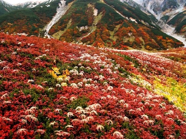 立山有料道路富山県道路公社