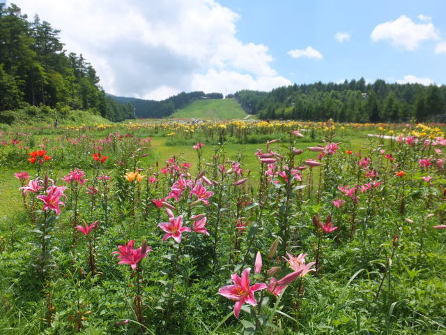 ハンターマウンテンゆりパーク