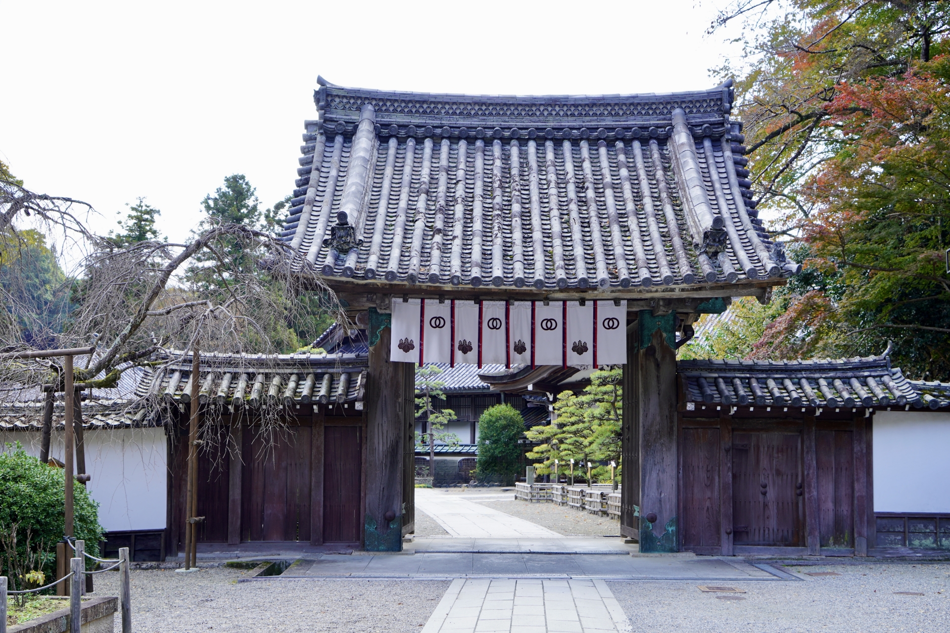 長谷寺「あじさい鑑賞」2025良縁地蔵等の見どころや鑑賞のポイントを紹介