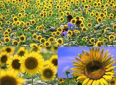 柳川ひまわり園 アクセス・イベント情報 - じゃらんnet