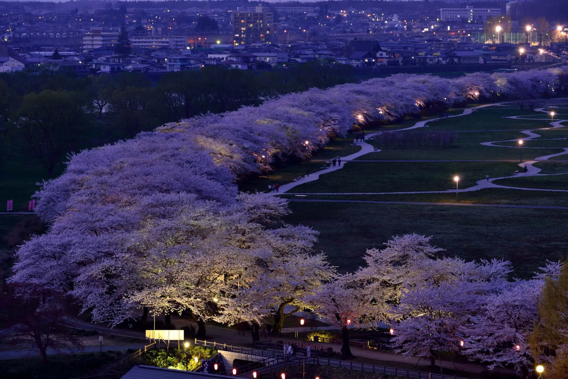 みちのく三大桜名所、岩手県北上展勝地 さくらのトンネルを歩こう - Japan