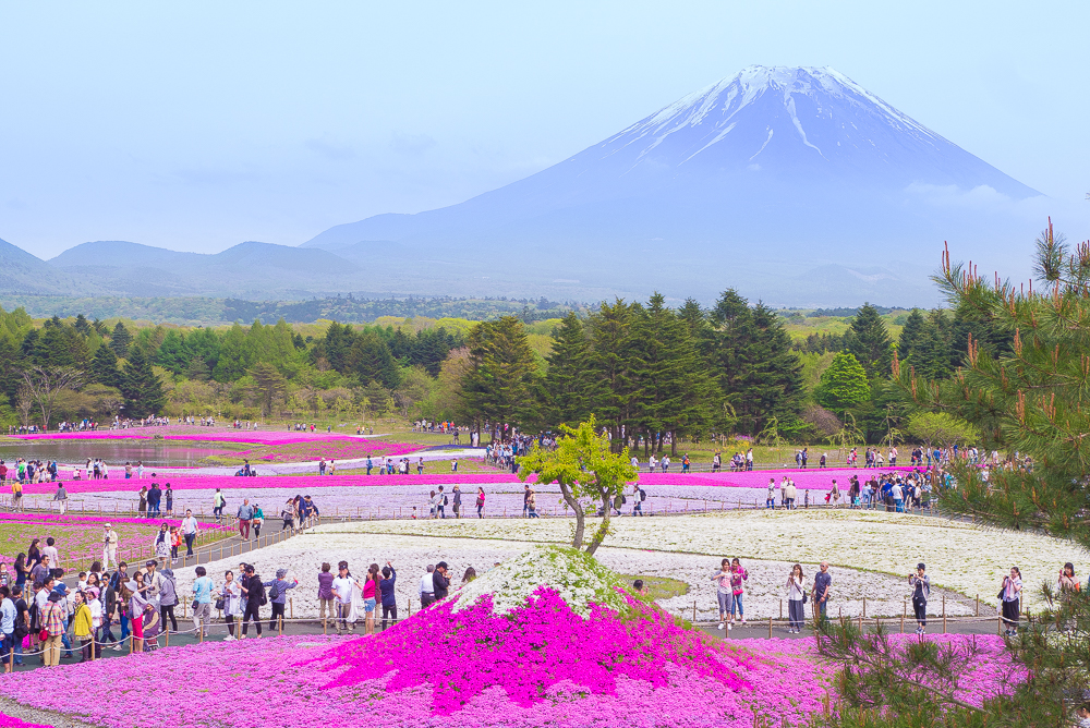桜の名所 富士芝桜まつり4月下旬～5月富士山観光情報 FUJIYAMA JAPAN