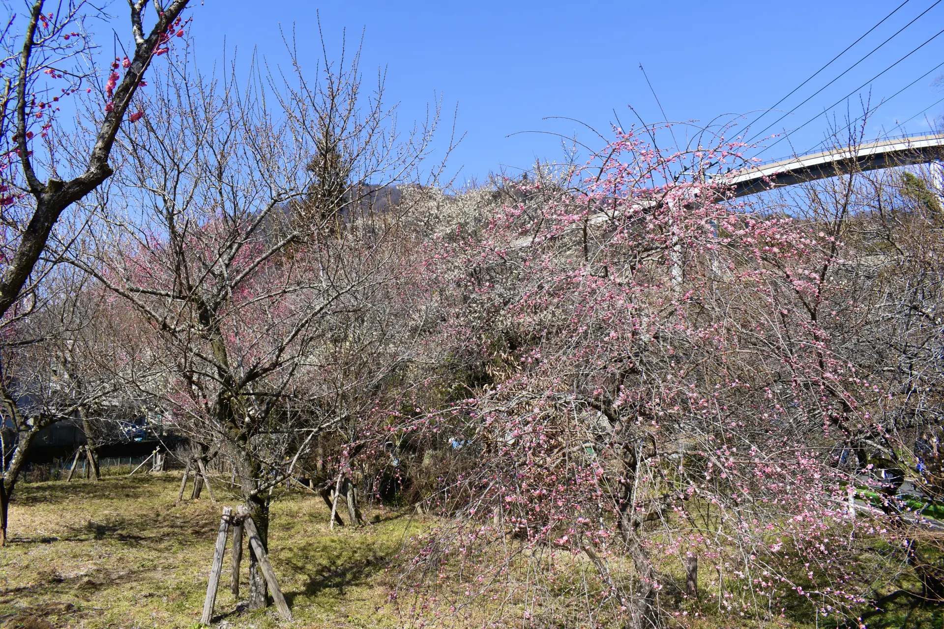 八王子城址から木下沢梅林、高尾山の登山について解説しております！ - アオヒゲ危機一髪♪ 樽の中身は何だろう