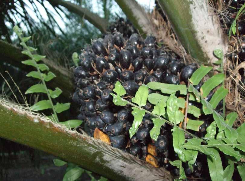 プランテーション農業の特徴や問題点、国ごとの作物を簡単に解説旅の情報〜地理の世界から