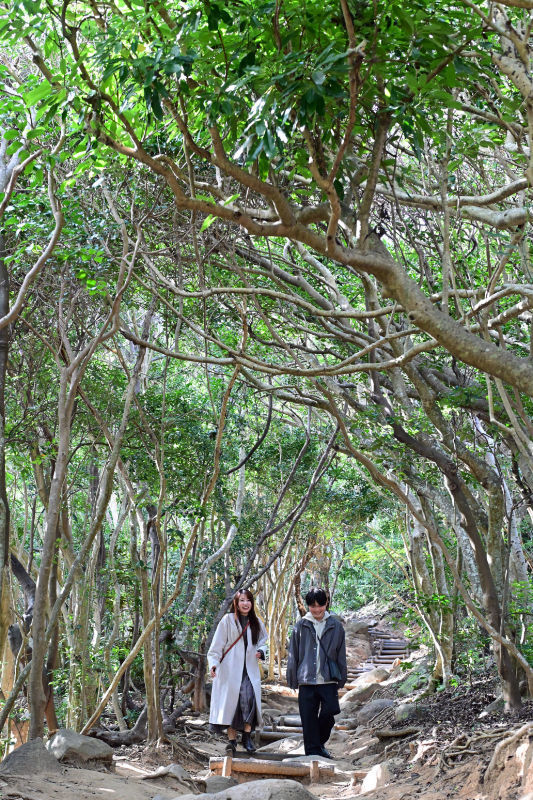 糸島のトトロの森！芥屋の大門公園はまるでジブリの世界福岡県トラベルjp 旅行ガイド