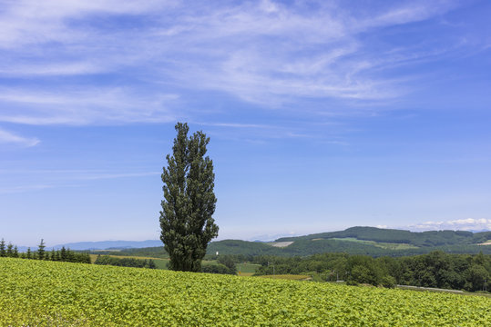 ケンとメリーの木北海道美瑛町美瑛の丘由来はスカイラインCM コマーシャル ！ペンション＆カフェのメニューなど