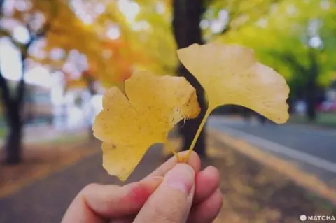 神宮外苑銀杏並木の地図アクセス・クチコミ観光ガイド旅の思い出