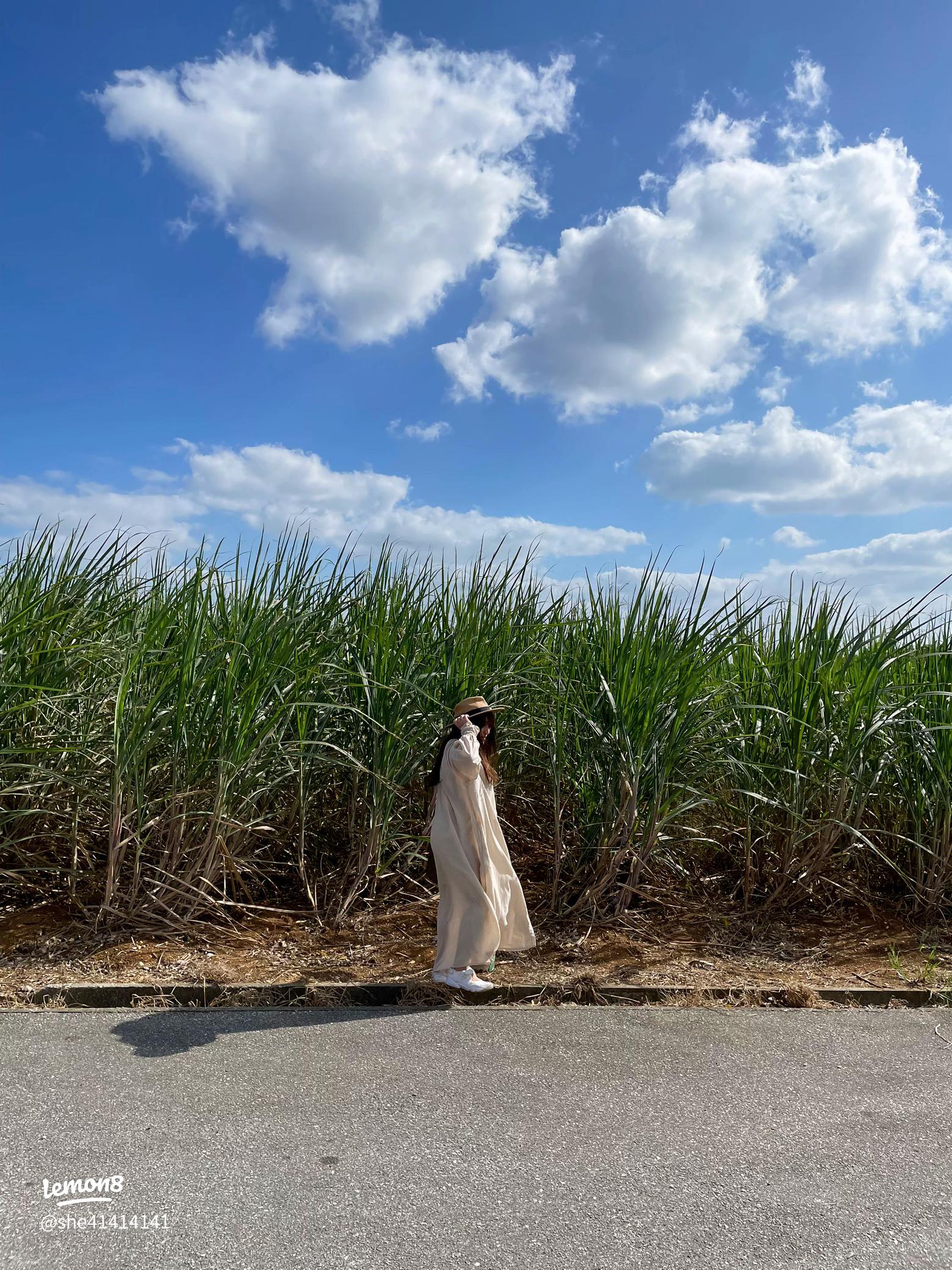 明石家さんま主演 さとうきび畑の唄宅配DVDレンタルのTSUTAYA DISCAS