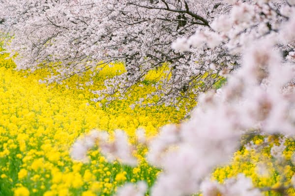 ぶらり♪ ～あらかわ便り～ vol.28